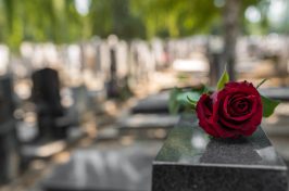 rose on grave
