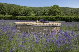 wicker coffin in lavender field